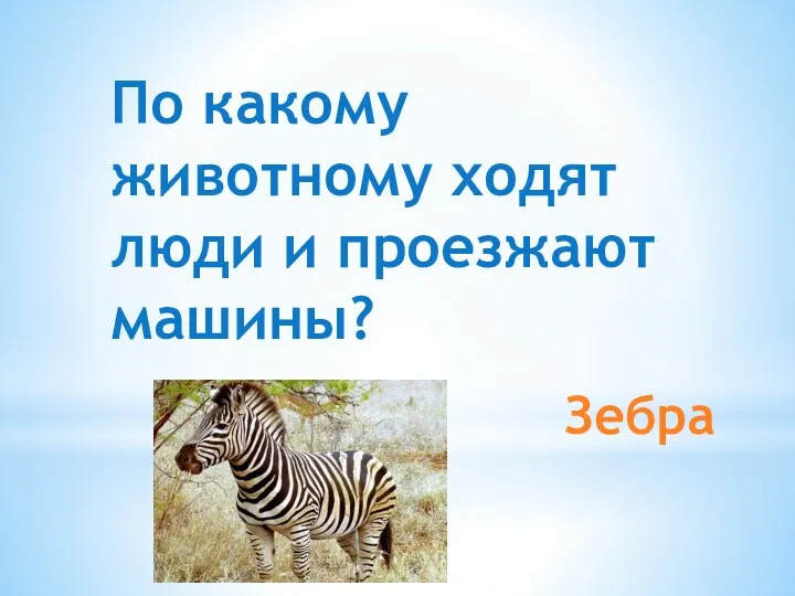 Зебра По какому животному ходят люди и проезжают машины?