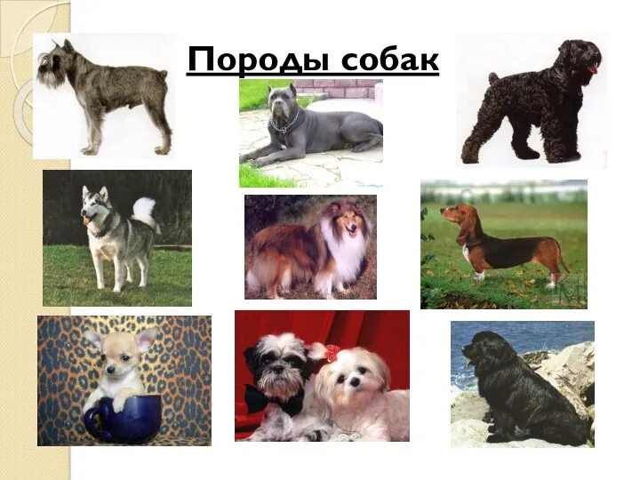 Породы собак