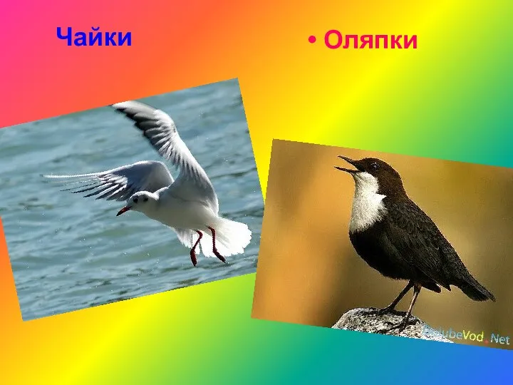 Чайки Оляпки