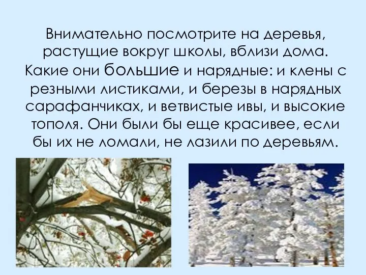 Внимательно посмотрите на деревья, растущие вокруг школы, вблизи дома. Какие