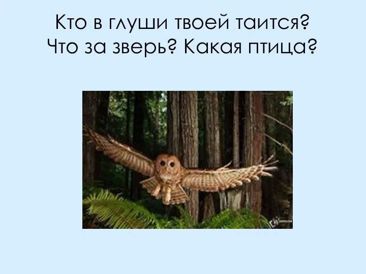 Кто в глуши твоей таится? Что за зверь? Какая птица?