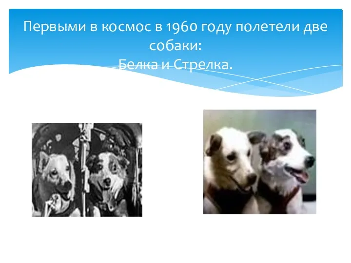 Первыми в космос в 1960 году полетели две собаки: Белка и Стрелка.