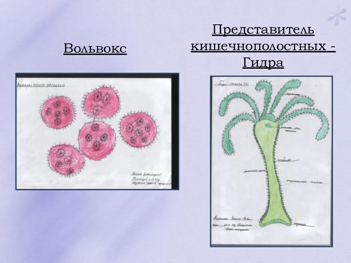 Вольвокс Представитель кишечнополостных - Гидра