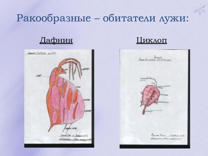 Ракообразные – обитатели лужи: Дафния Циклоп