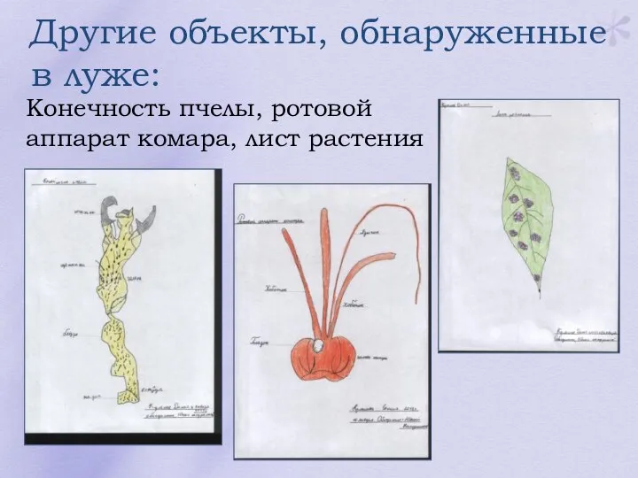 Другие объекты, обнаруженные в луже: Конечность пчелы, ротовой аппарат комара, лист растения