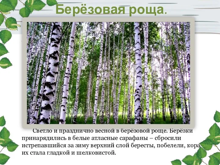 Берёзовая роща. Светло и празднично весной в берёзовой роще. Берёзки