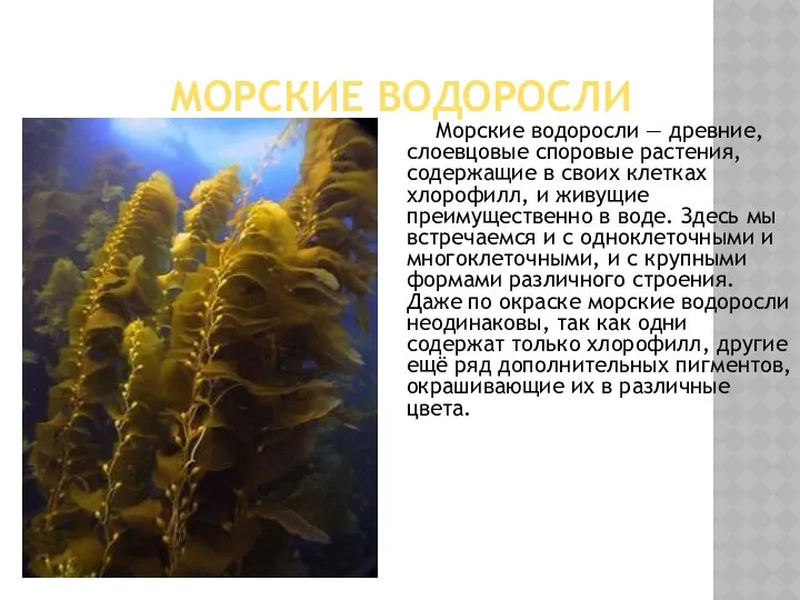 Морские водоросли Морские водоросли — древние, слоевцовые споровые растения, содержащие