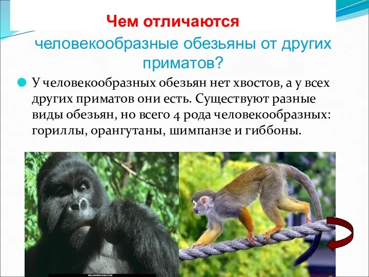 человекообразные обезьяны от других приматов? У человекообразных обезьян нет хвостов,