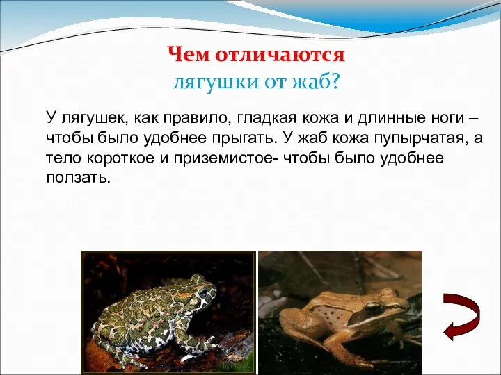 Чем отличаются лягушки от жаб? У лягушек, как правило, гладкая