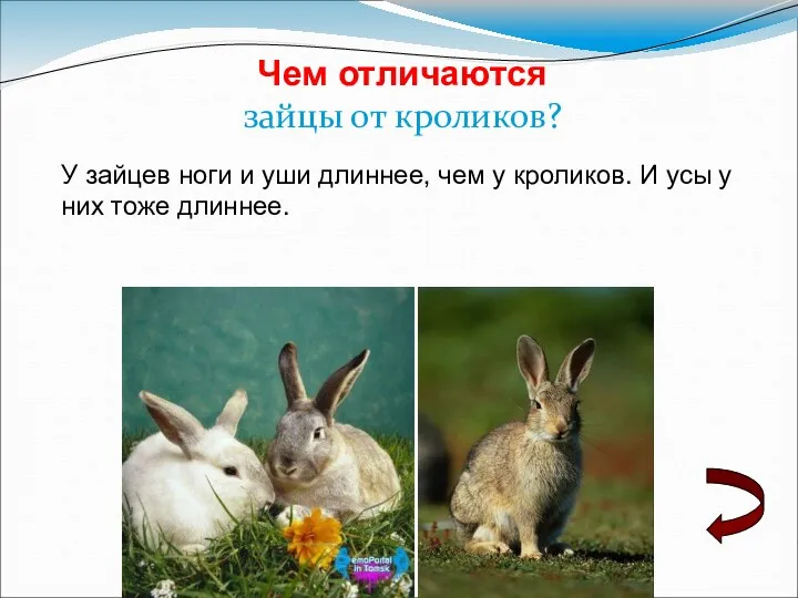 Чем отличаются зайцы от кроликов? У зайцев ноги и уши