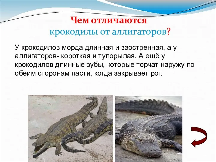 У крокодилов морда длинная и заостренная, а у аллигаторов- короткая
