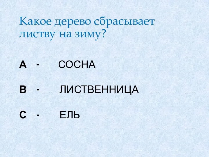 А - сосна В - лиственница С - ель Какое дерево сбрасывает листву на зиму?