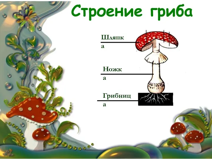 Строение гриба Шляпка Ножка Грибница