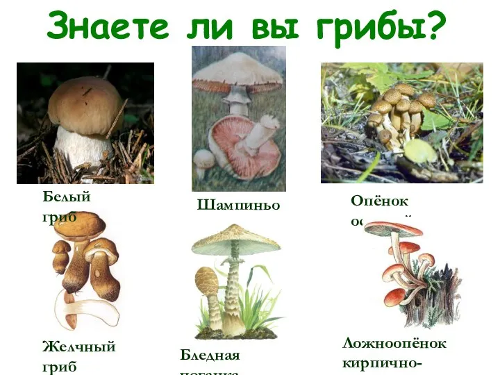 Знаете ли вы грибы? Белый гриб Шампиньон Опёнок осенний Желчный гриб Бледная поганка Ложноопёнок кирпично-красный