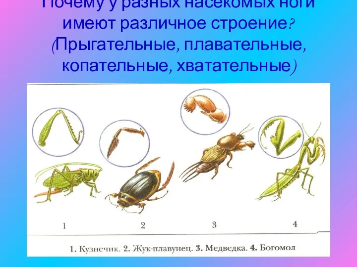 Почему у разных насекомых ноги имеют различное строение? (Прыгательные, плавательные, копательные, хватательные)