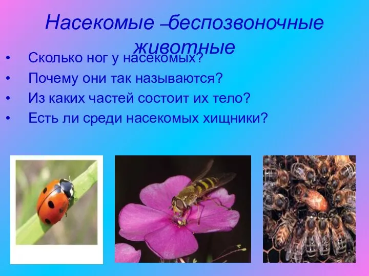 Насекомые –беспозвоночные животные Сколько ног у насекомых? Почему они так называются? Из каких