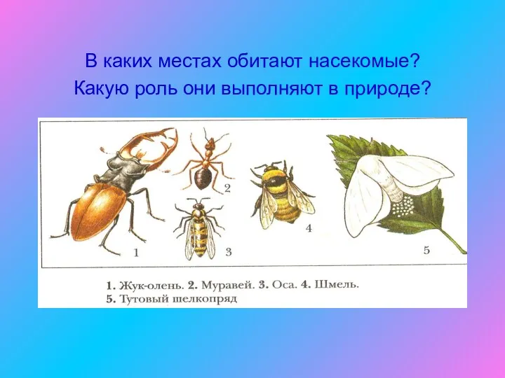 В каких местах обитают насекомые? Какую роль они выполняют в природе?