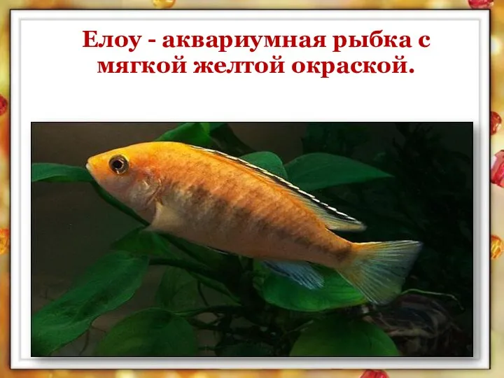 Елоу - аквариумная рыбка с мягкой желтой окраской.
