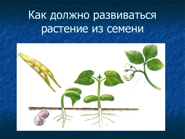 Как должно развиваться растение из семени