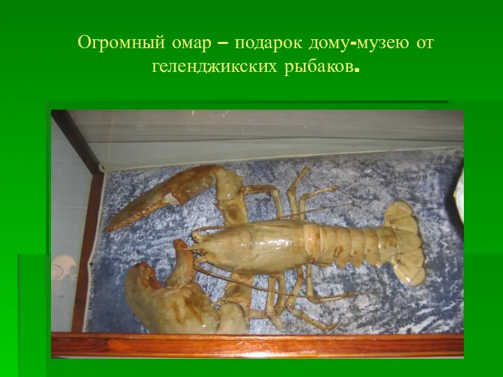 Огромный омар – подарок дому-музею от геленджикских рыбаков.