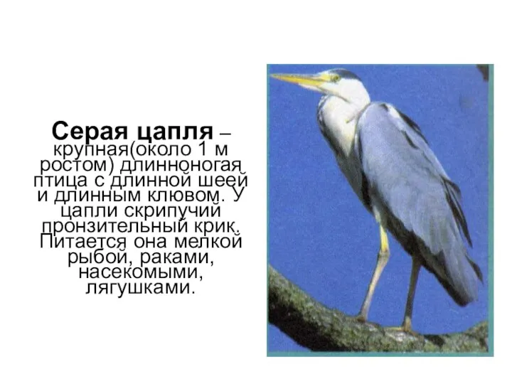 Серая цапля – крупная(около 1 м ростом) длинноногая птица с