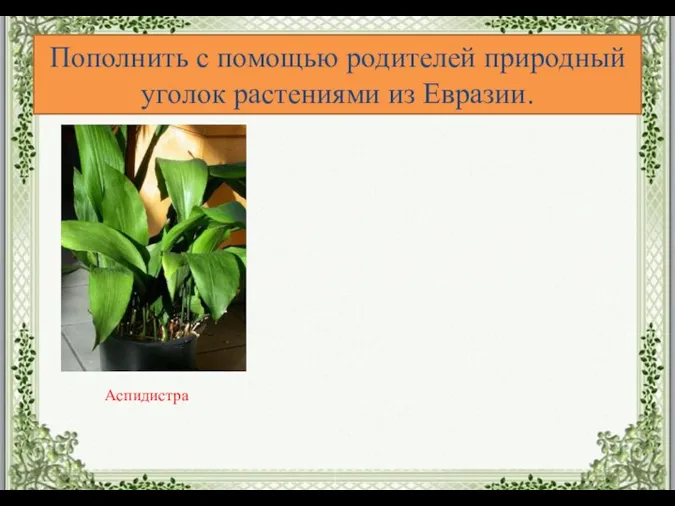 Аспидистра Пополнить с помощью родителей природный уголок растениями из Евразии.