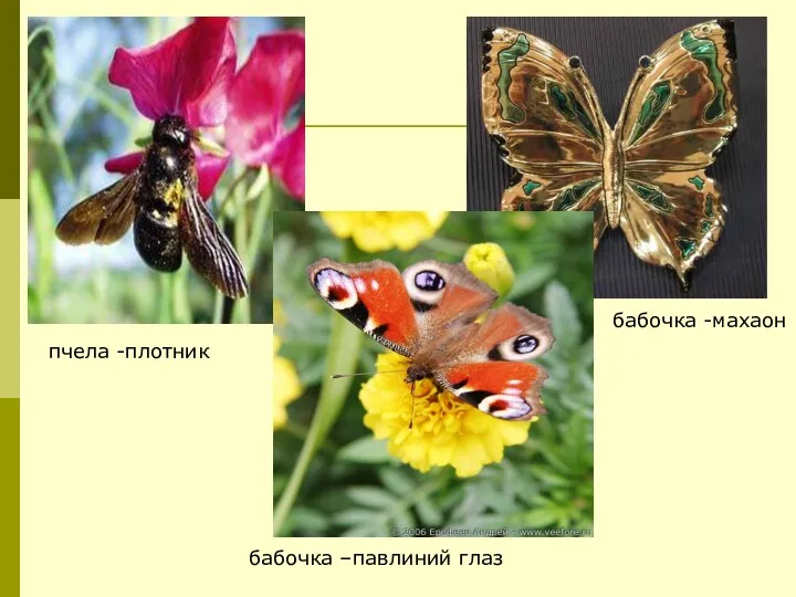 пчела -плотник бабочка –павлиний глаз бабочка -махаон