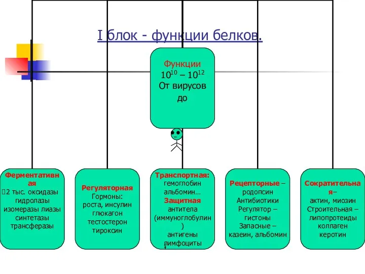 I блок - функции белков.