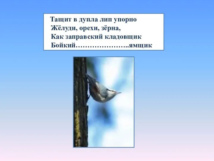 Тащит в дупла лип упорно Жёлуди, орехи, зёрна, Как заправский кладовщик Бойкий…………………..ямщик