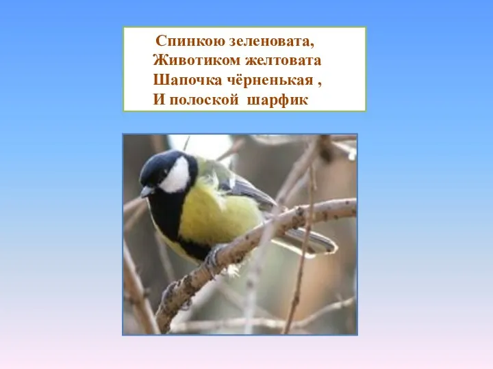 Спинкою зеленовата, Животиком желтовата Шапочка чёрненькая , И полоской шарфик