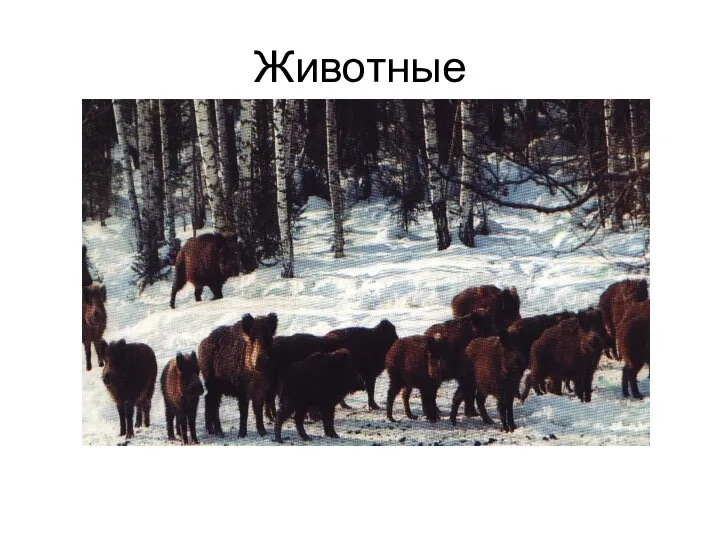 Животные