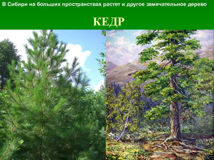 КЕДР В Сибири на больших пространствах растет и другое замечательное дерево