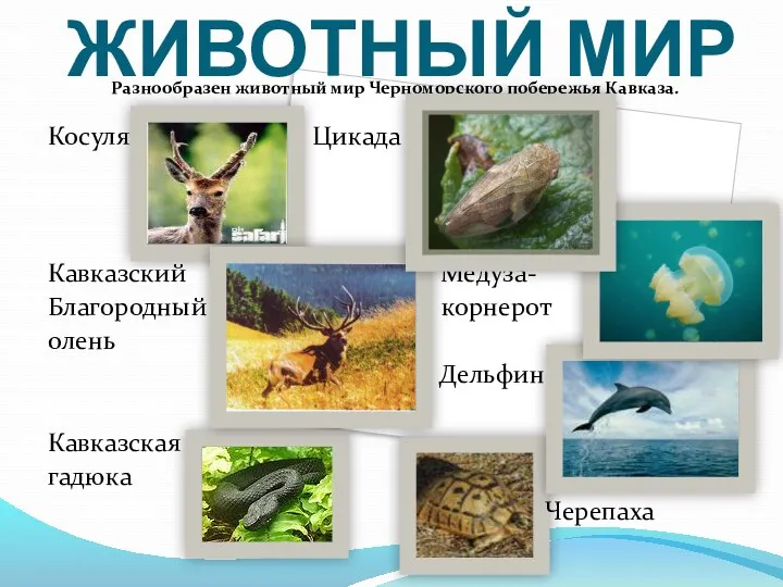 ЖИВОТНЫЙ МИР Разнообразен животный мир Черноморского побережья Кавказа. Косуля Цикада Кавказский Медуза- Благородный