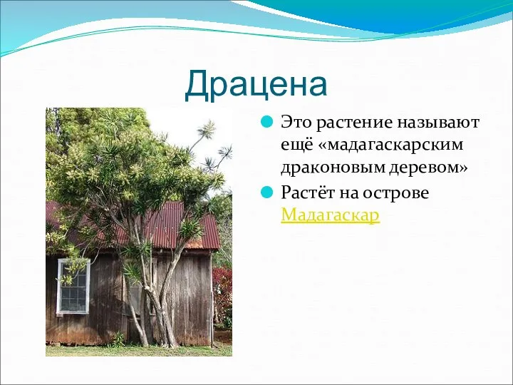 Драцена Это растение называют ещё «мадагаскарским драконовым деревом» Растёт на острове Мадагаскар