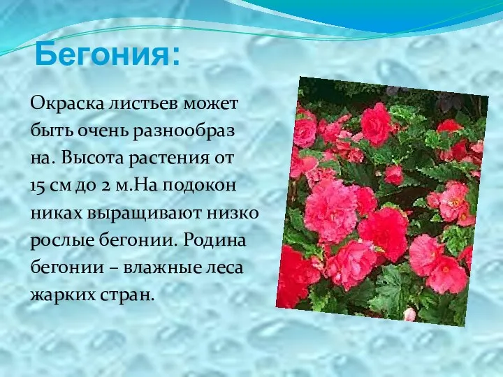 Бегония: Окраска листьев может быть очень разнообраз на. Высота растения