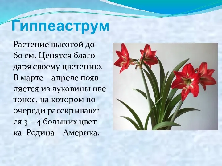 Гиппеаструм Растение высотой до 60 см. Ценятся благо даря своему