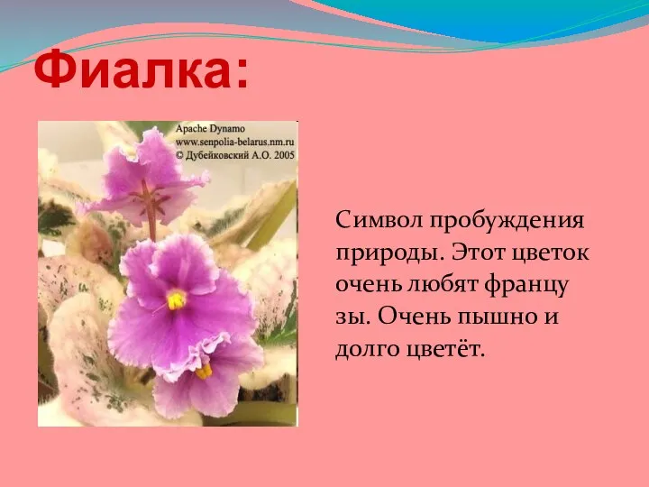 Фиалка: Символ пробуждения природы. Этот цветок очень любят францу зы. Очень пышно и долго цветёт.