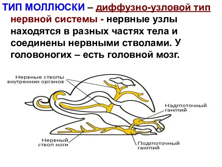 ТИП МОЛЛЮСКИ – диффузно-узловой тип нервной системы - нервные узлы находятся в разных