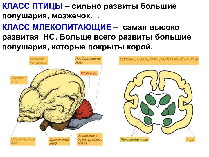 КЛАСС ПТИЦЫ – сильно развиты большие полушария, мозжечок. . КЛАСС МЛЕКОПИТАЮЩИЕ – самая