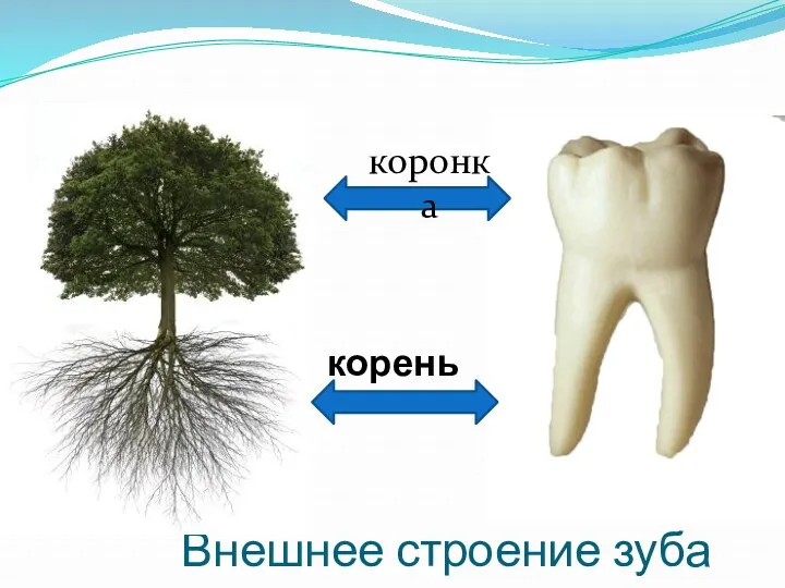 Внешнее строение зуба корень коронка