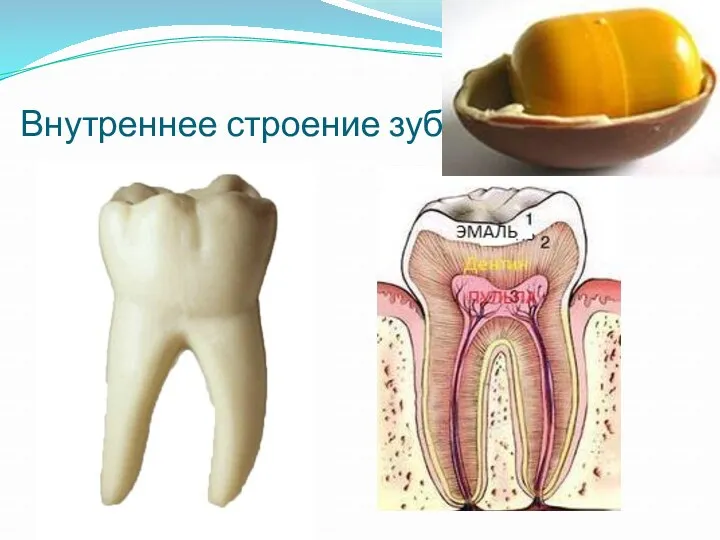 Внутреннее строение зуба