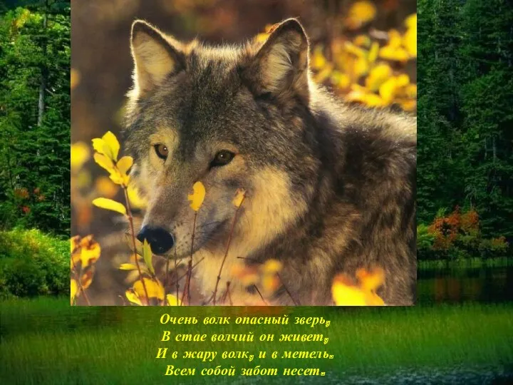 Очень волк опасный зверь, В стае волчий он живет, И в жару волк,