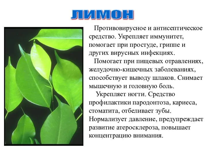 лимон Противовирусное и антисептическое средство. Укрепляет иммунитет, помогает при простуде,