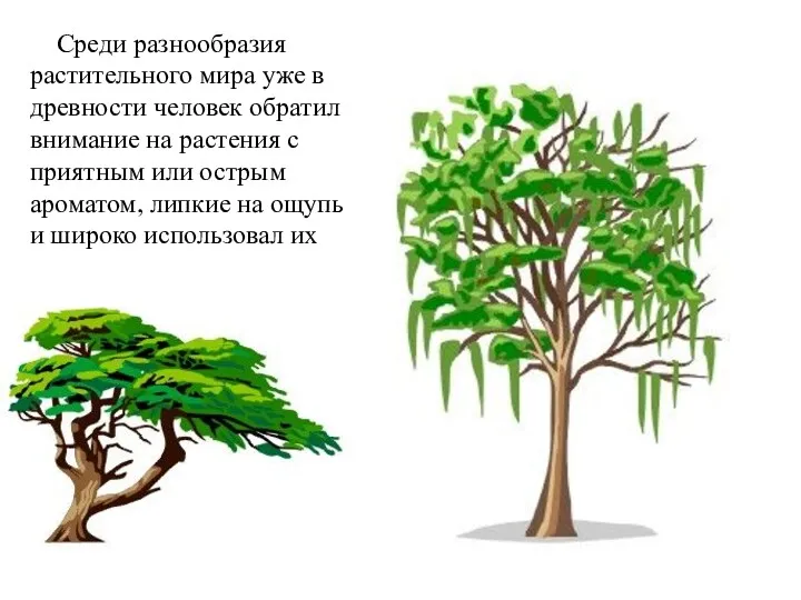 Среди разнообразия растительного мира уже в древности человек обратил внимание на растения с
