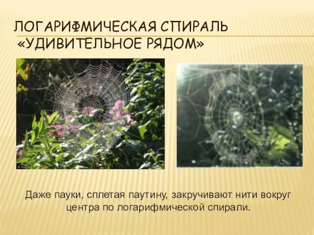 ЛОГАРИФМИЧЕСКАЯ СПИРАЛЬ «УДИВИТЕЛЬНОЕ РЯДОМ» Даже пауки, сплетая паутину, закручивают нити вокруг центра по логарифмической спирали.