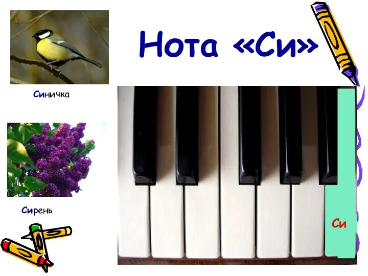 Синичка Сирень Нота «Си» Си