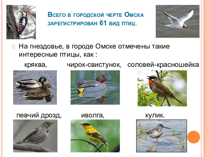 Всего в городской черте Омска зарегистрирован 61 вид птиц. На гнездовье, в городе
