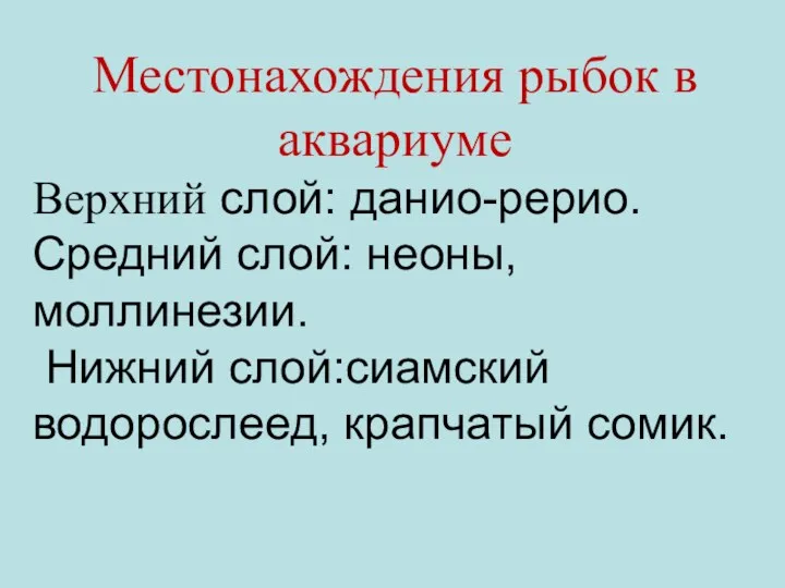 Местонахождения рыбок в аквариуме Верхний слой: данио-рерио. Средний слой: неоны, моллинезии. Нижний слой:сиамский водорослеед, крапчатый сомик.