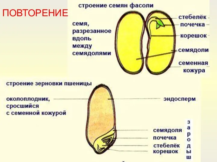 1 2 7 6 5 4 3 10 8 9 ПОВТОРЕНИЕ