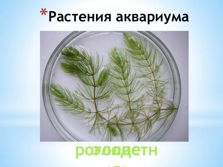 Растения аквариума элодея роголистник
